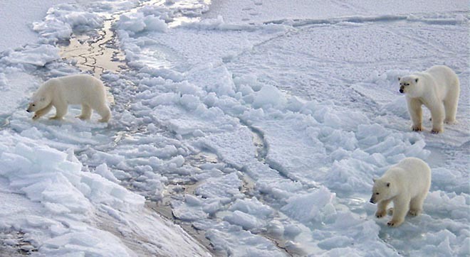 031000-N-XXXXB-001<br />
Arctic Circle (Oct. 2003) -- Three Polar bears approach the starboard bow of the Los Angeles-class fast attack submarine USS Honolulu (SSN 718) while surfaced 280 miles from the North Pole.   Sighted by a lookout from the bridge (sail) of the submarine, the bears investigated the boat for almost 2 hours before leaving.  Commanded by Cmdr. Charles Harris, USS Honolulu while conducting otherwise classified operations in the Arctic, collected scientific data and water samples for ©  SW